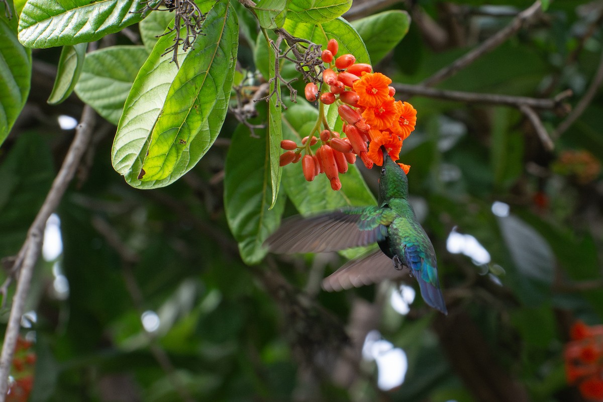 Green-throated Carib - ML637546993