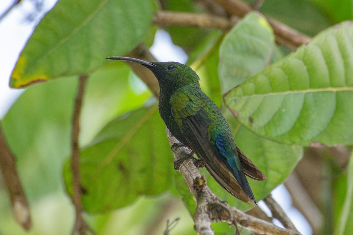 Green-throated Carib - ML637546994