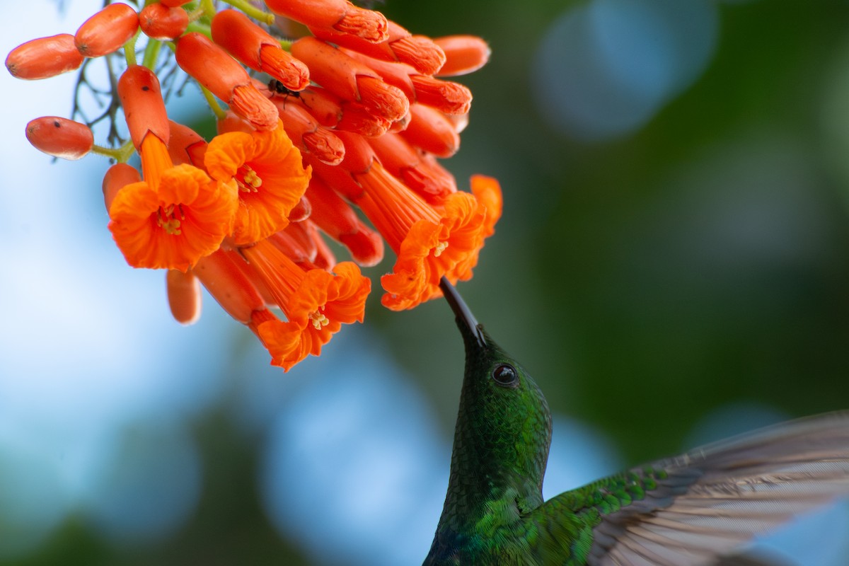 Green-throated Carib - ML637547007