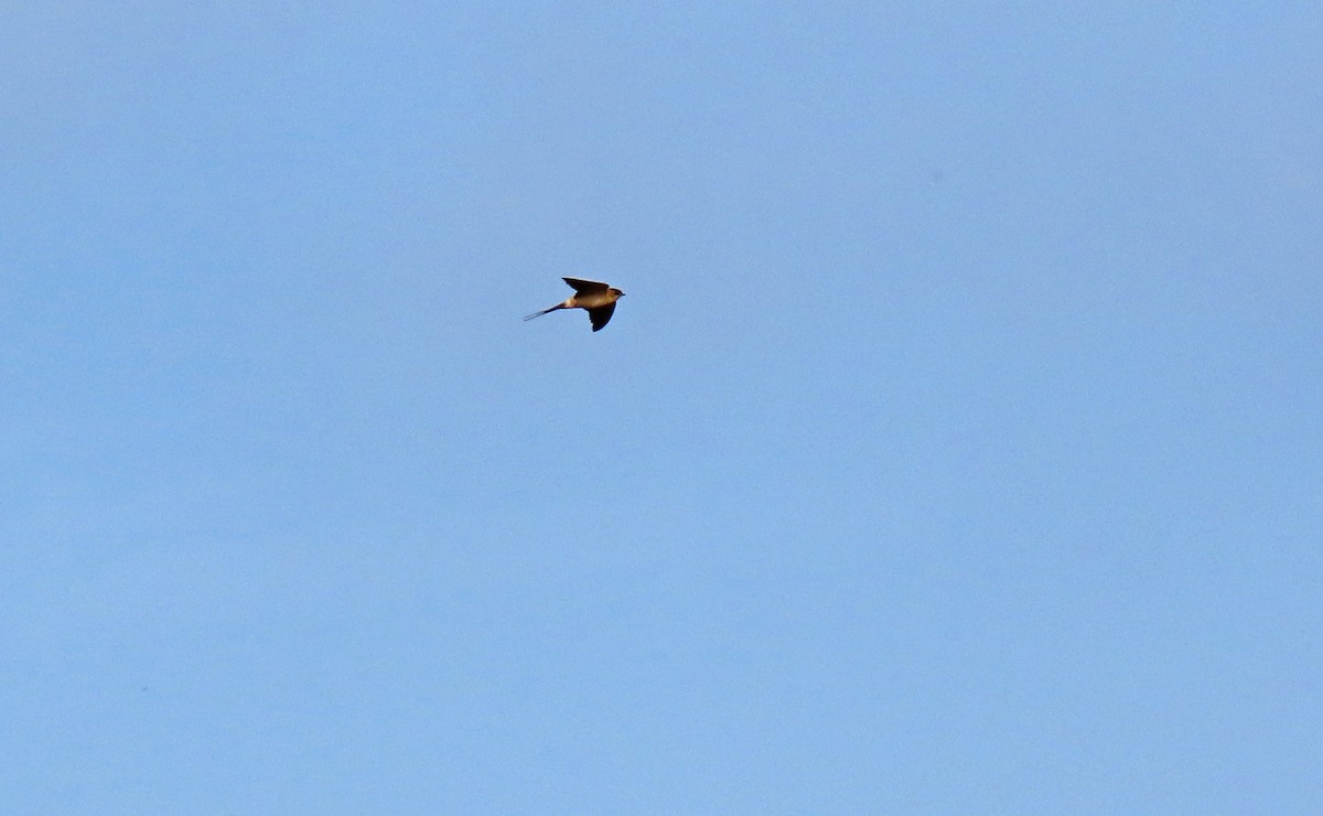 European Red-rumped Swallow - ML637547014