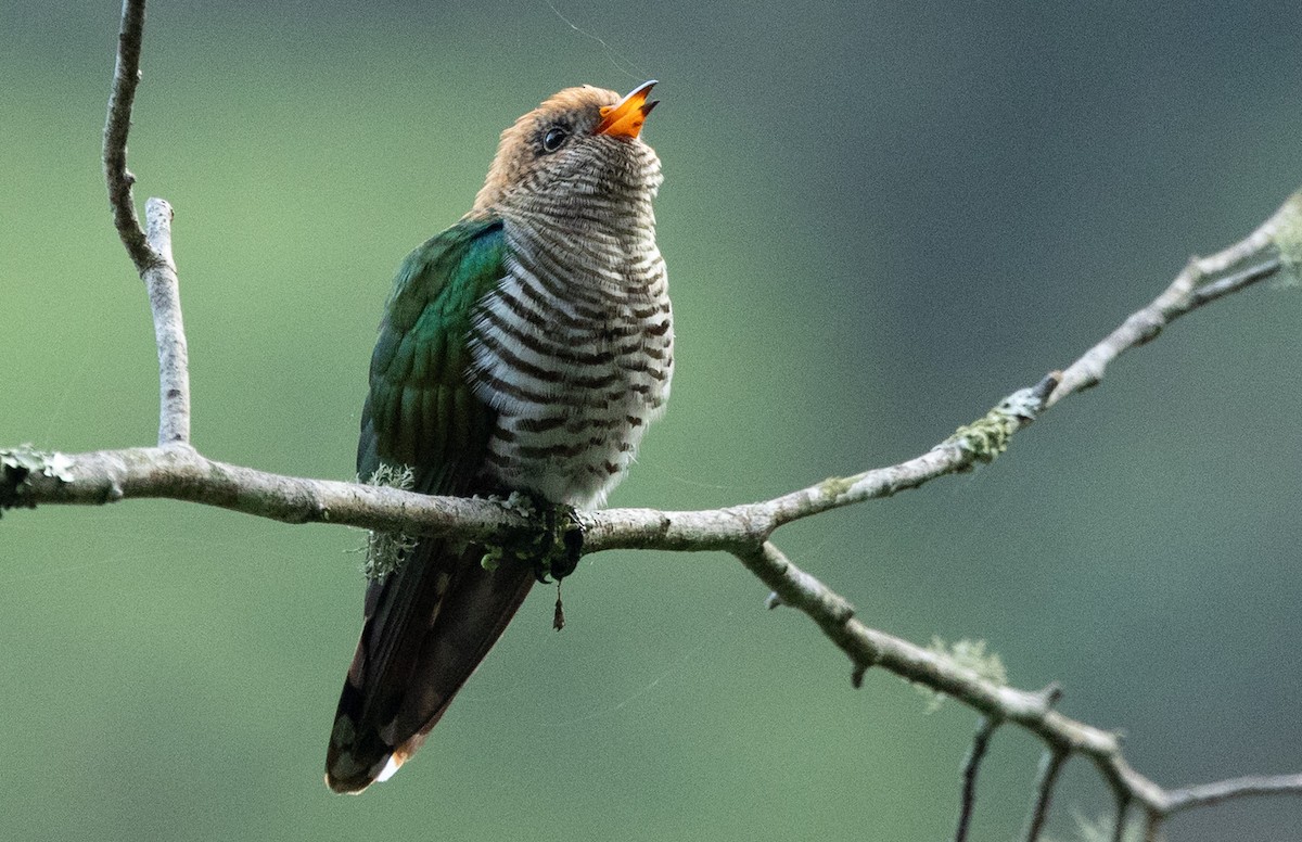 Asian Emerald Cuckoo - ML637547019