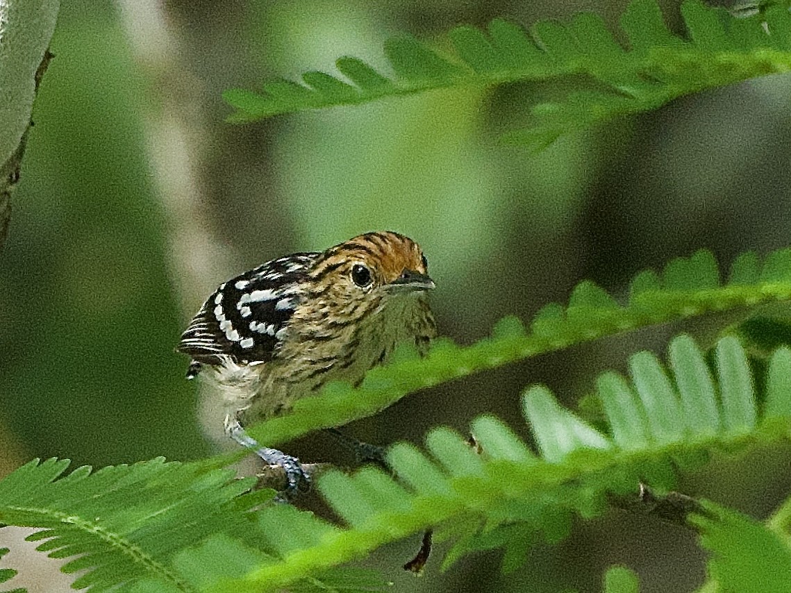 Amazonian Streaked-Antwren - ML637547021