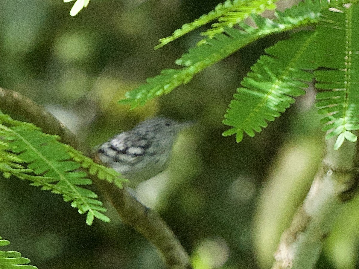 Amazonian Streaked-Antwren - ML637547022