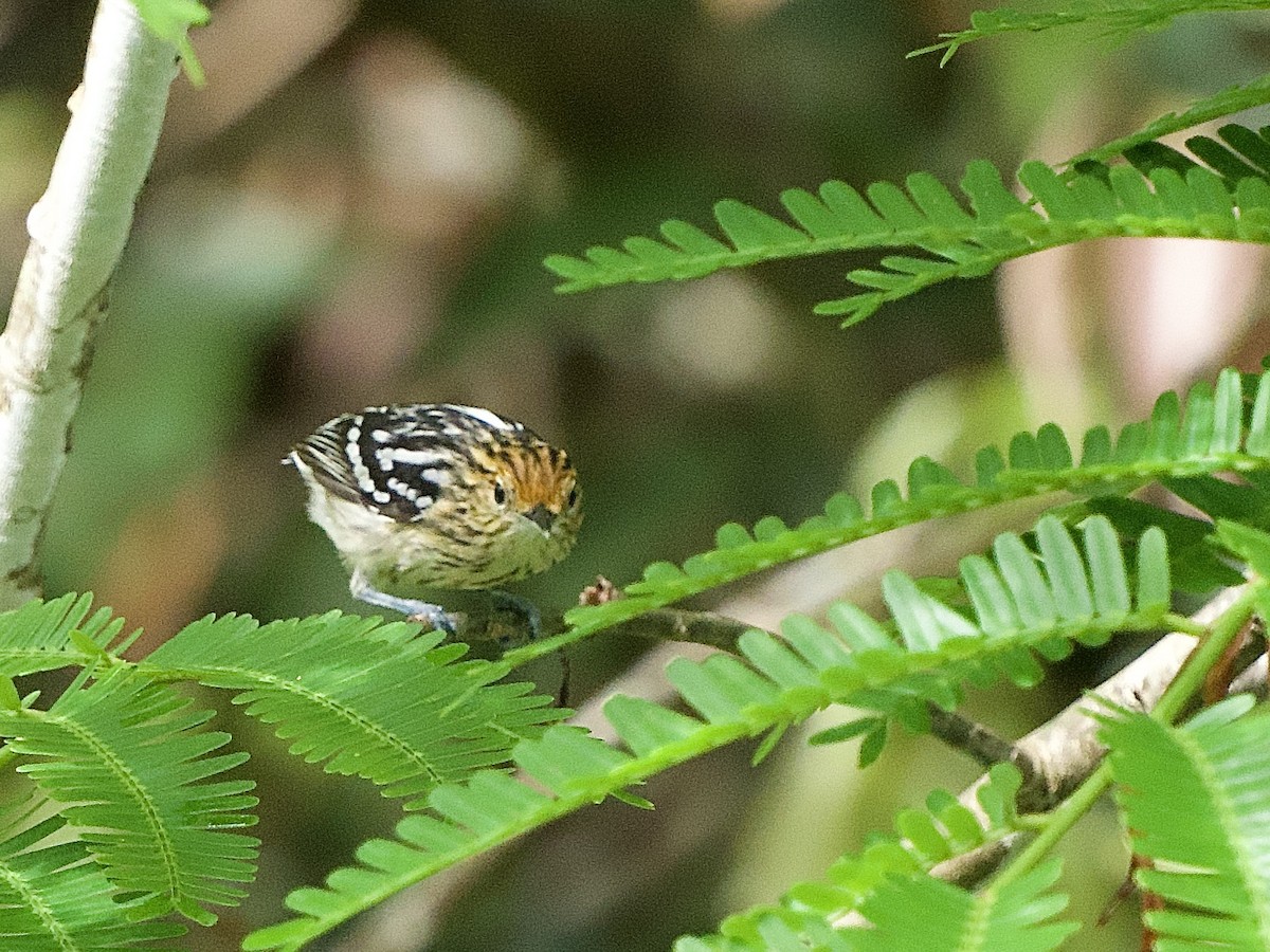 Amazonian Streaked-Antwren - ML637547023