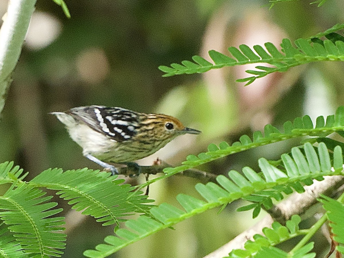 Amazonian Streaked-Antwren - ML637547024