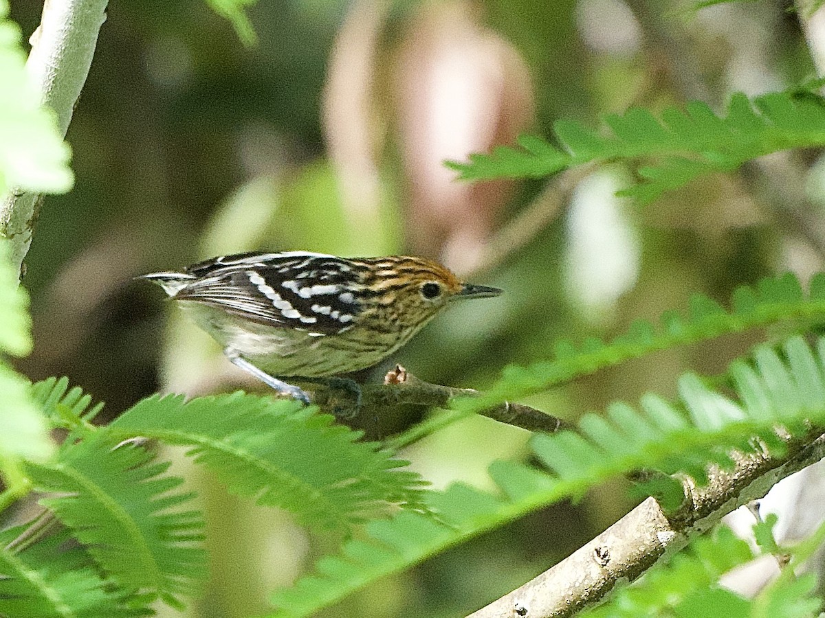 Amazonian Streaked-Antwren - ML637547025