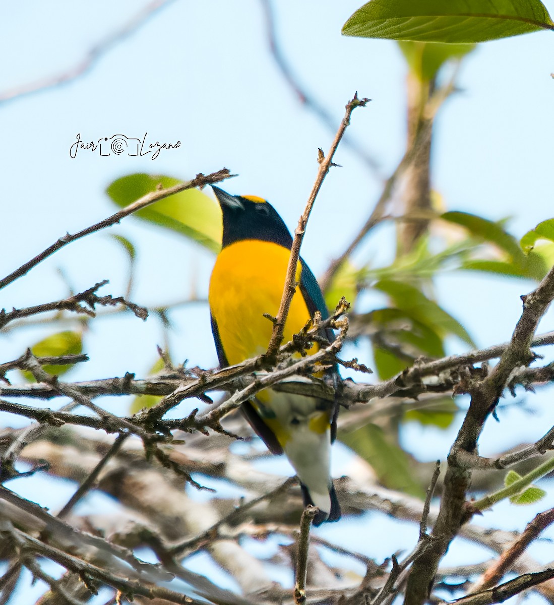 White-vented Euphonia - ML637547033
