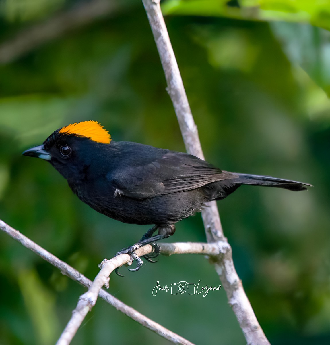 Tawny-crested Tanager - ML637547054