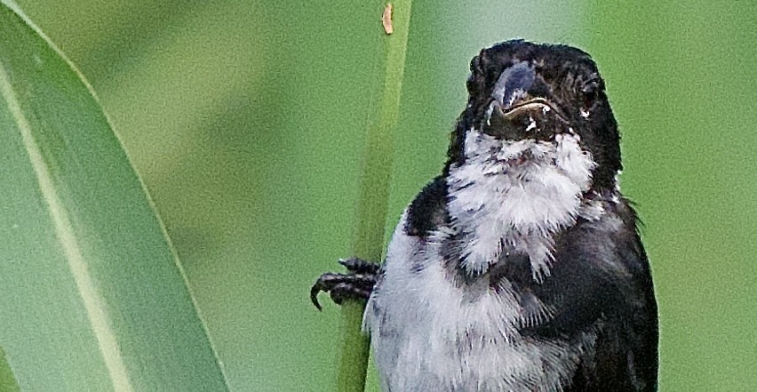 Wing-barred Seedeater - ML637547055