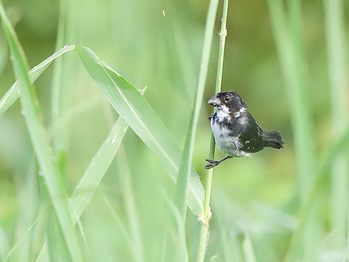 Wing-barred Seedeater - ML637547056