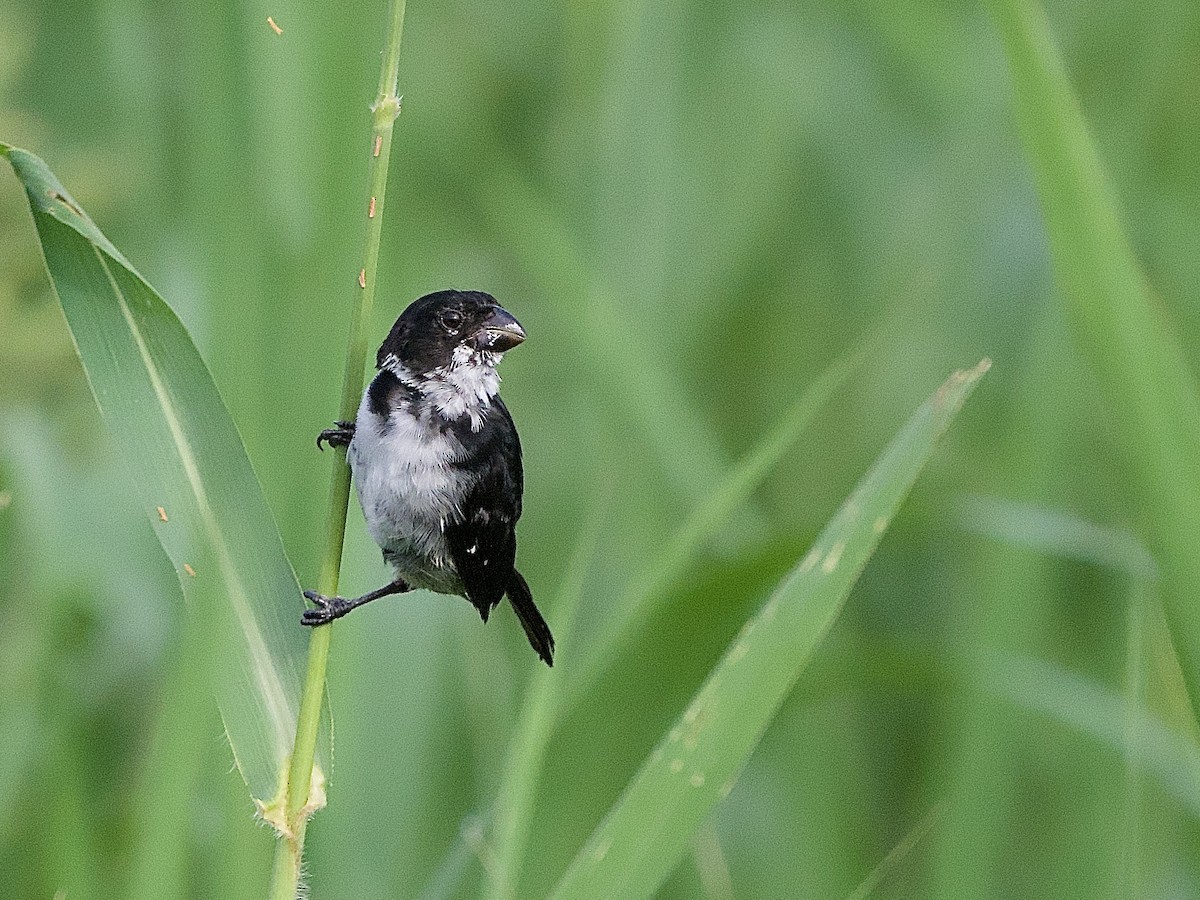 Wing-barred Seedeater - ML637547058