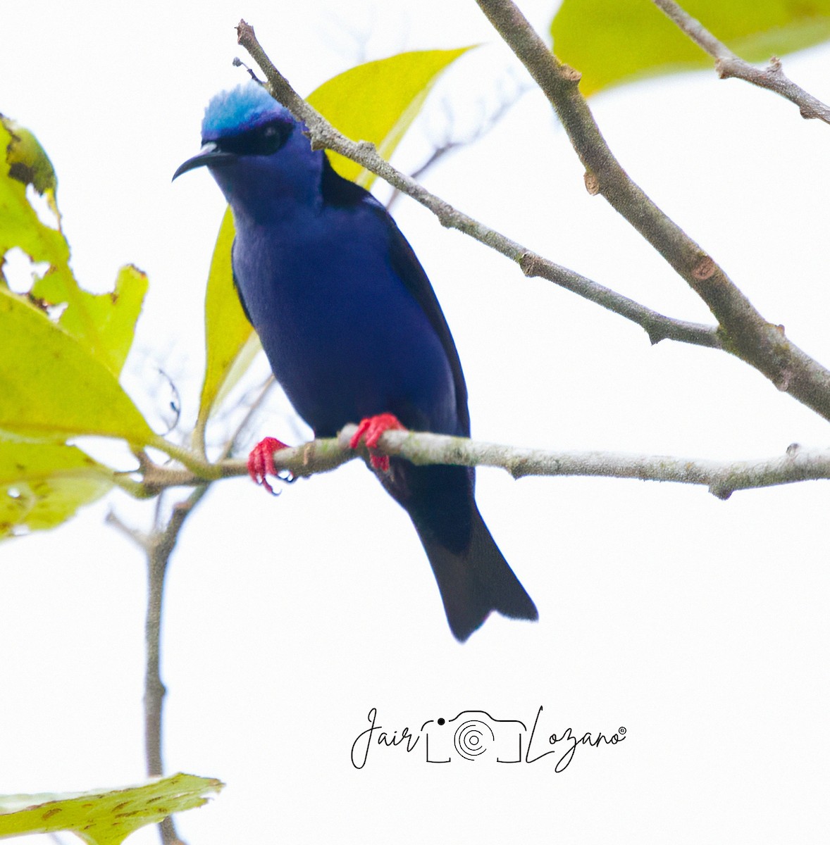 Red-legged Honeycreeper - ML637547092