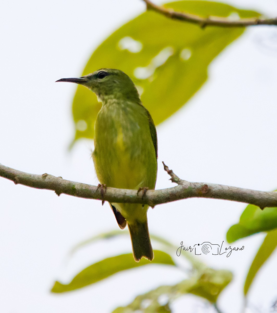 Red-legged Honeycreeper - ML637547093
