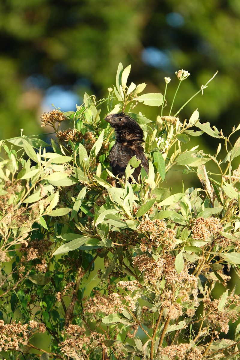 Smooth-billed Ani - ML637547108