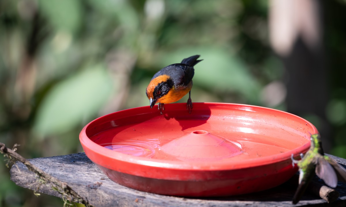 Yellow-breasted Brushfinch - ML637547117