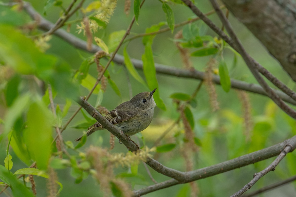 Ruby-crowned Kinglet - ML637547122