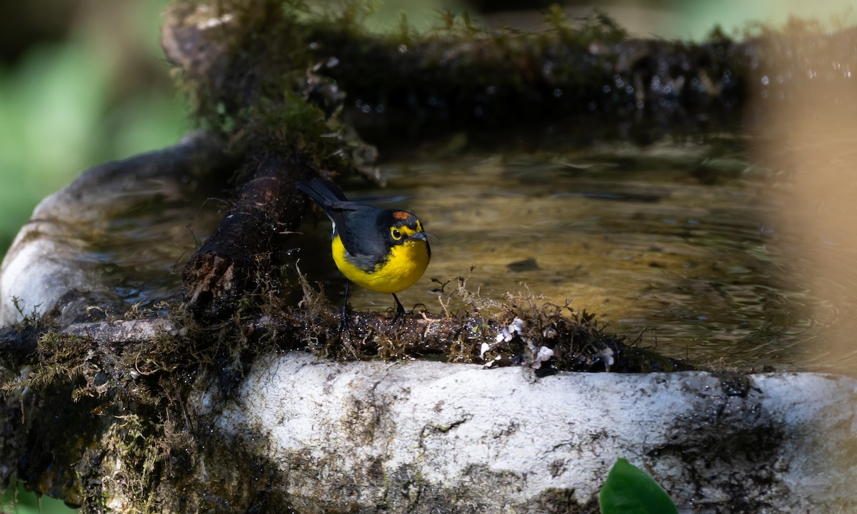 Spectacled Redstart - ML637547131
