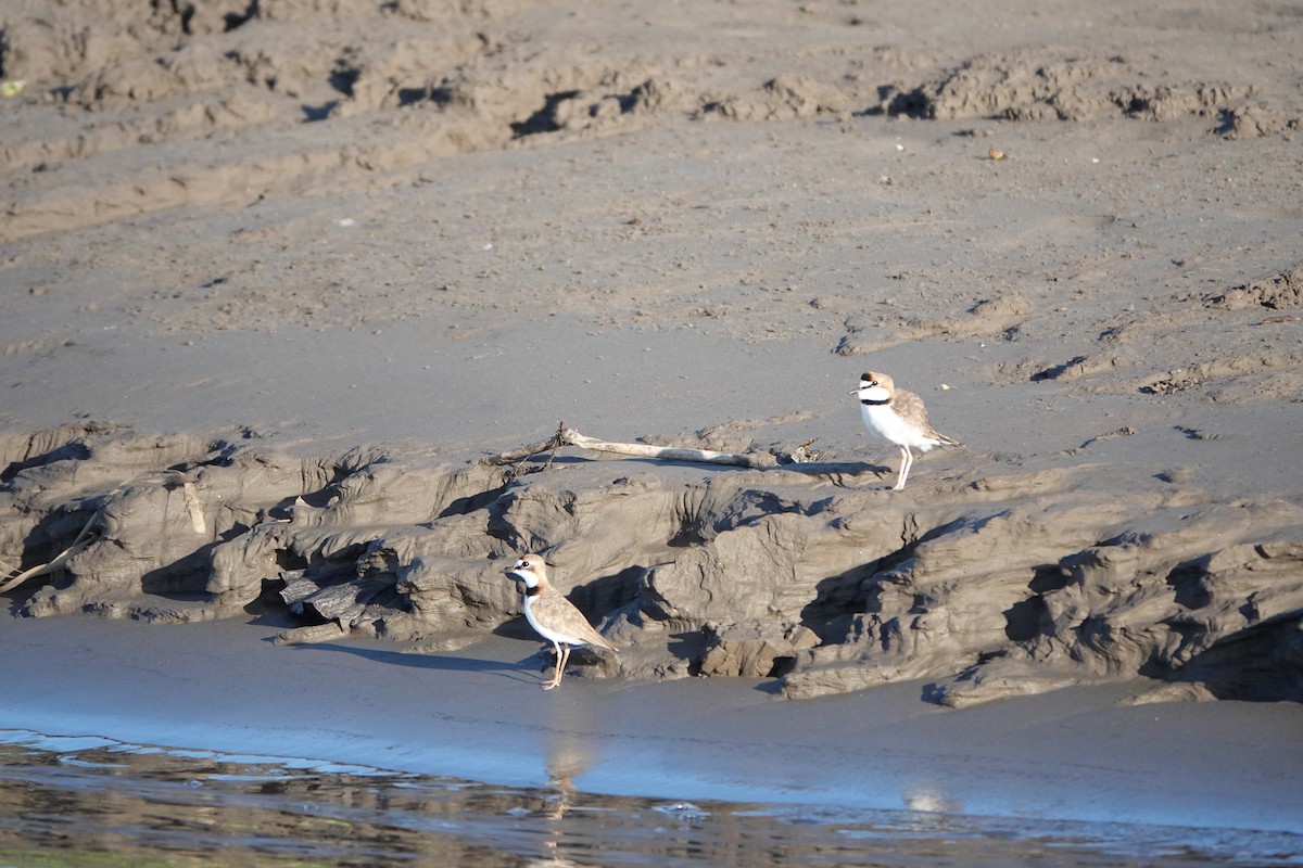 Collared Plover - ML637547142