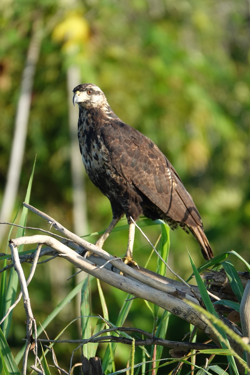 Great Black Hawk - ML637547159