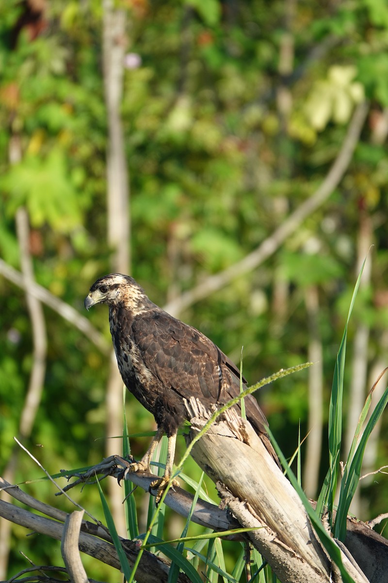 Great Black Hawk - ML637547160