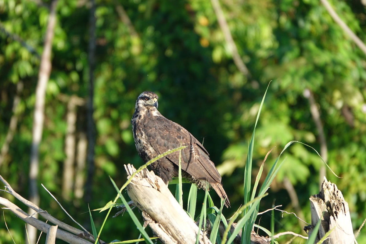Great Black Hawk - ML637547162