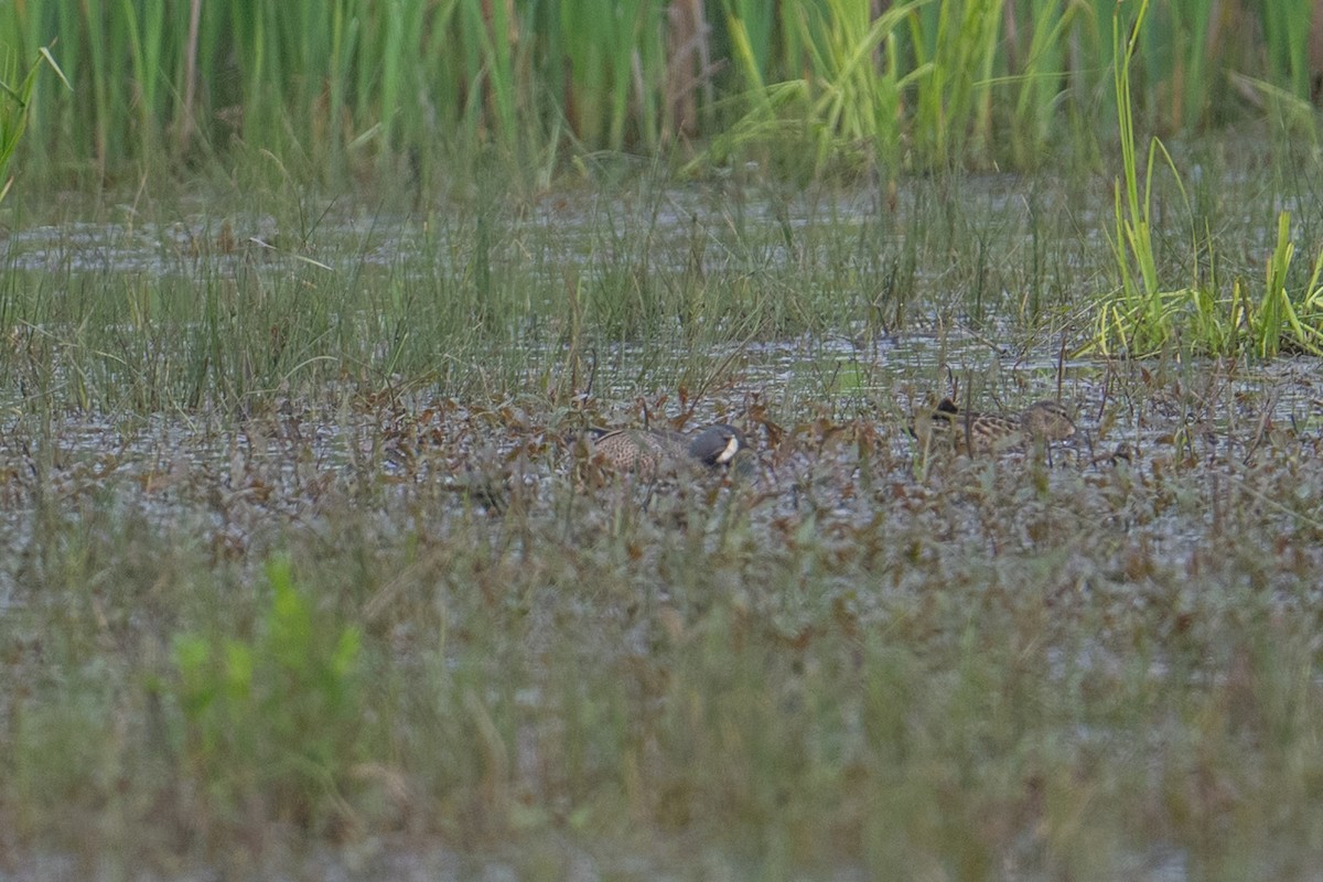 Blue-winged Teal - ML637547179