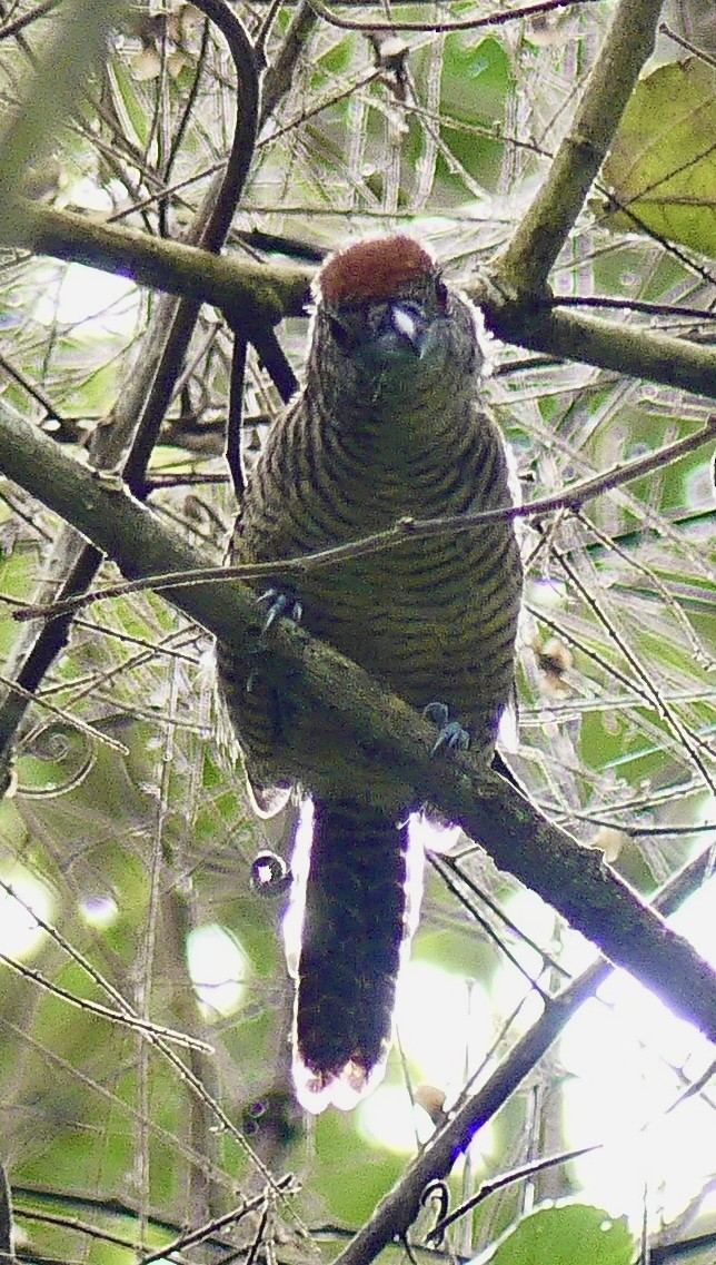Fasciated Antshrike - ML637547189