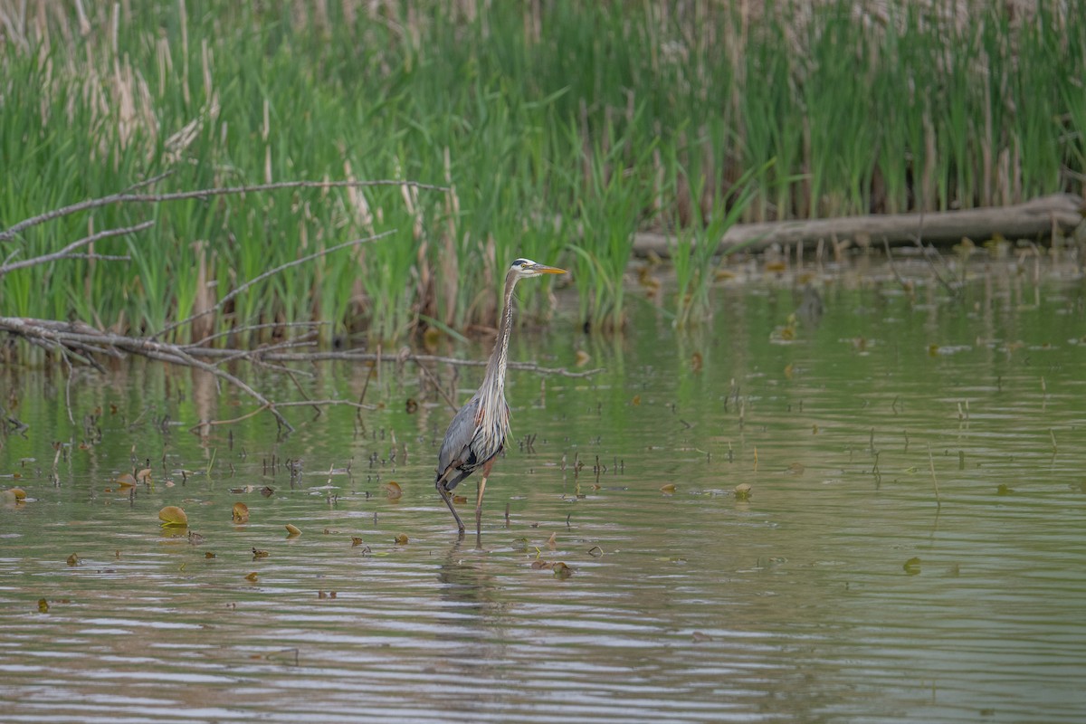 Great Blue Heron - ML637547212