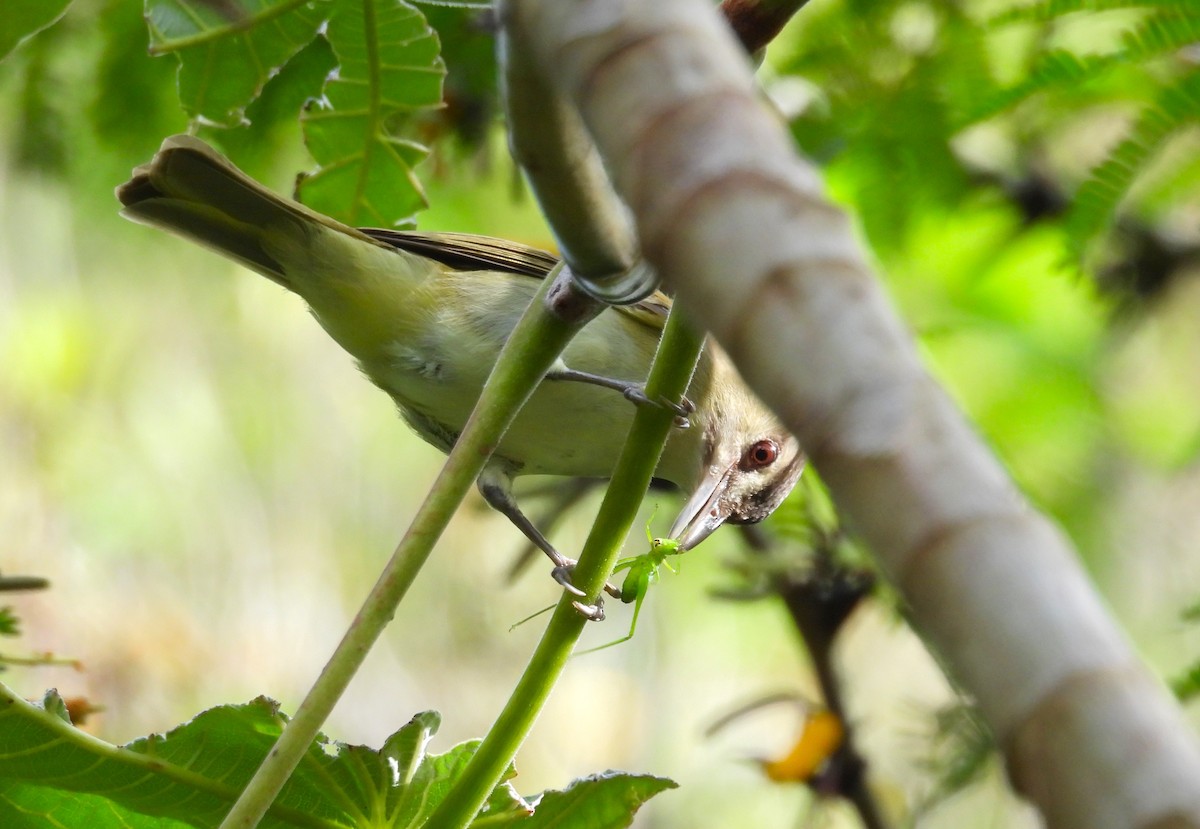 Black-whiskered Vireo - ML637547218