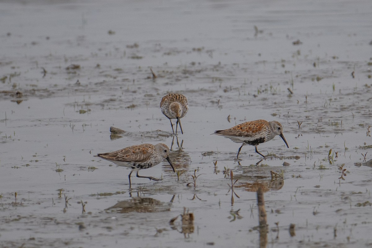 Dunlin - ML637547222