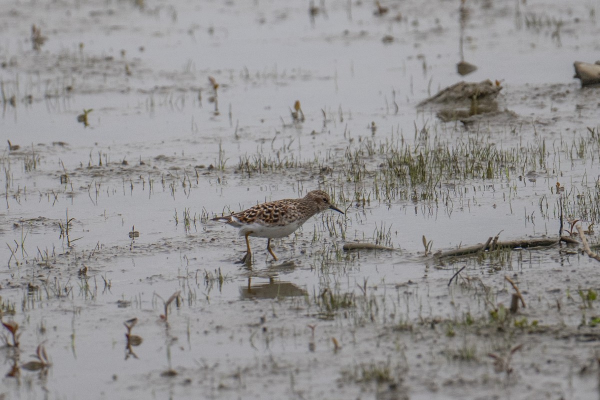 Least Sandpiper - ML637547231