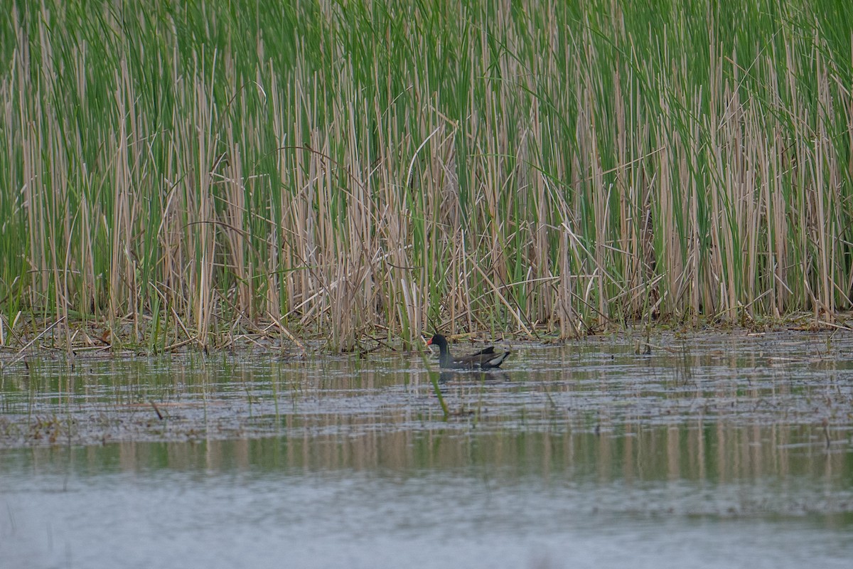 Common Gallinule - ML637547233
