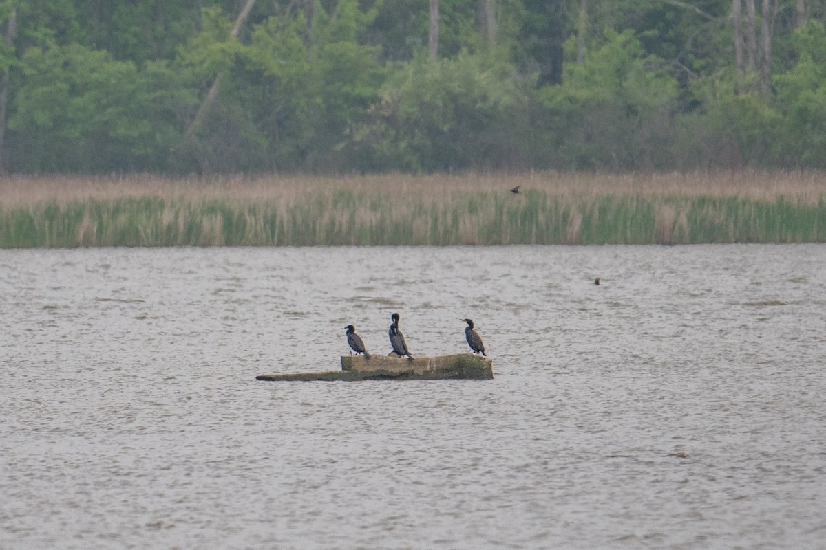 Double-crested Cormorant - ML637547247