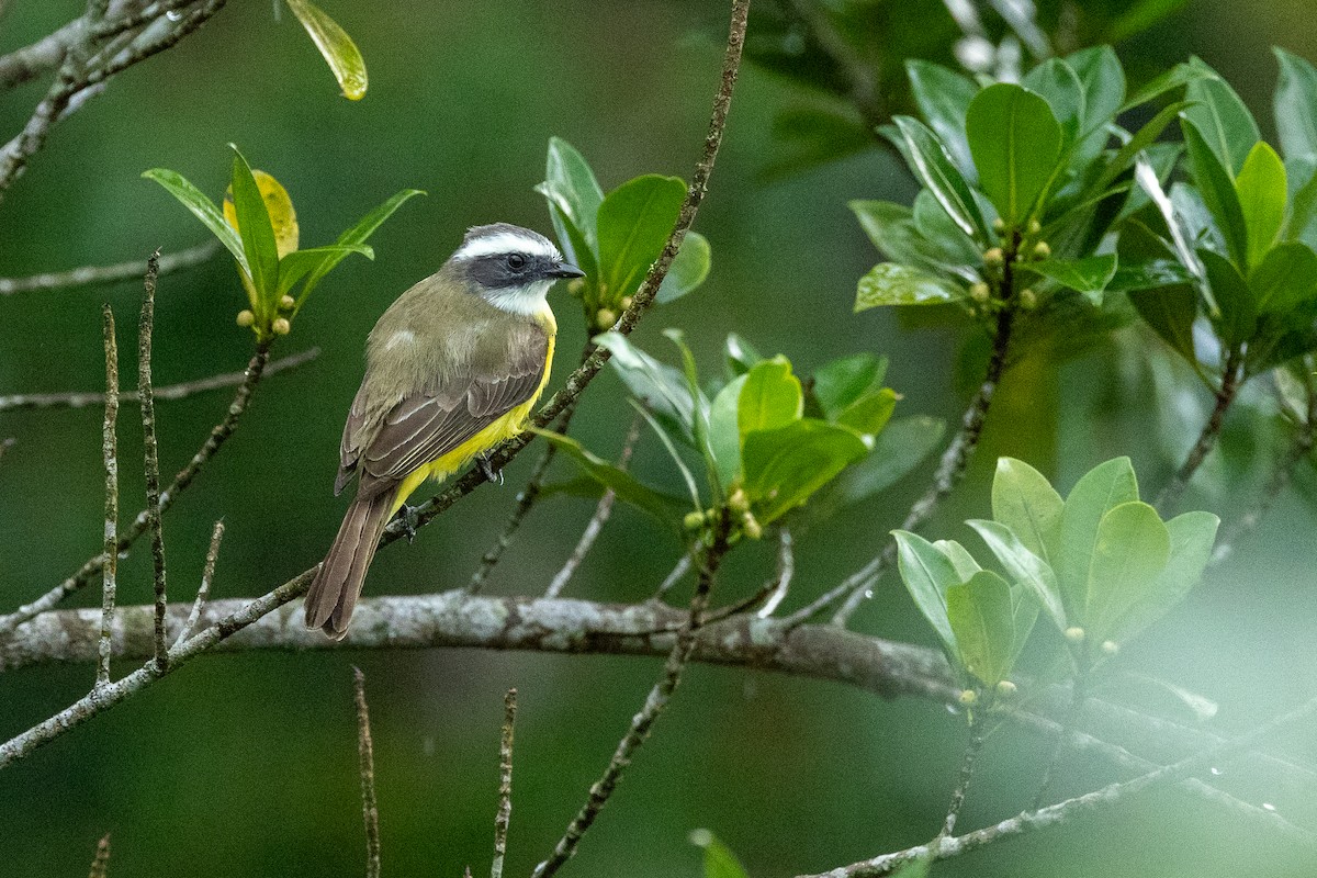 Social Flycatcher - ML637547253