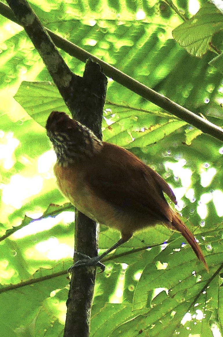 Barred Antshrike - ML637547260