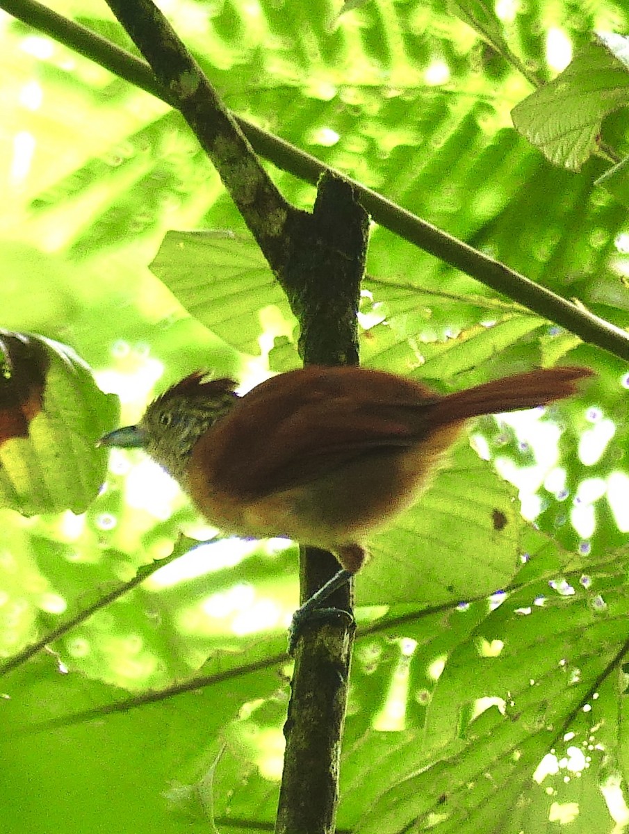 Barred Antshrike - ML637547261