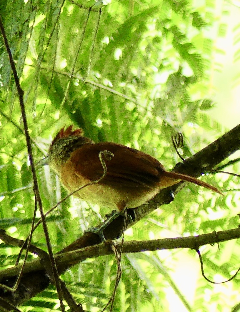 Barred Antshrike - ML637547262