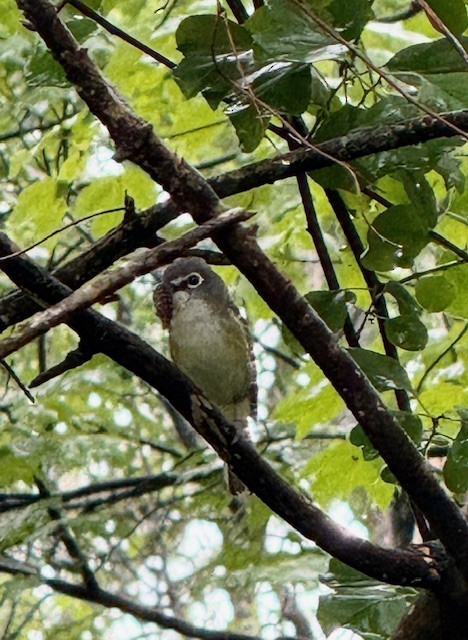 Blue-headed Vireo - ML637547268