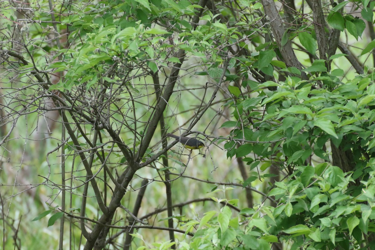 Canada Warbler - ML637547293