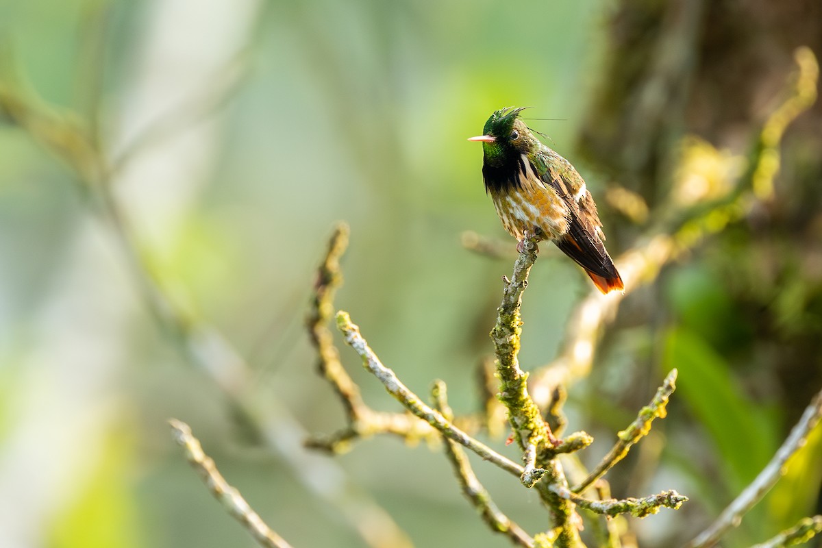 Black-crested Coquette - ML637547298