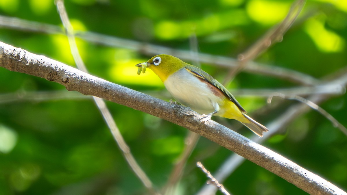 Chestnut-flanked White-eye - ML637547302