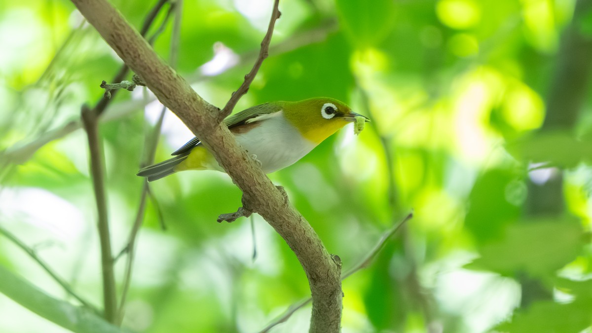 Chestnut-flanked White-eye - ML637547303