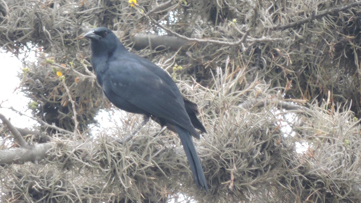 Scrub Blackbird - ML637547325