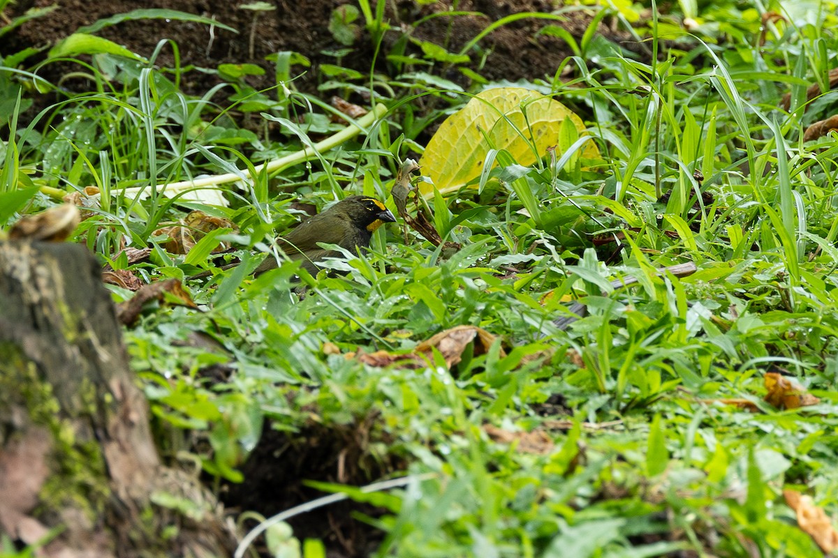 Yellow-faced Grassquit - ML637547331