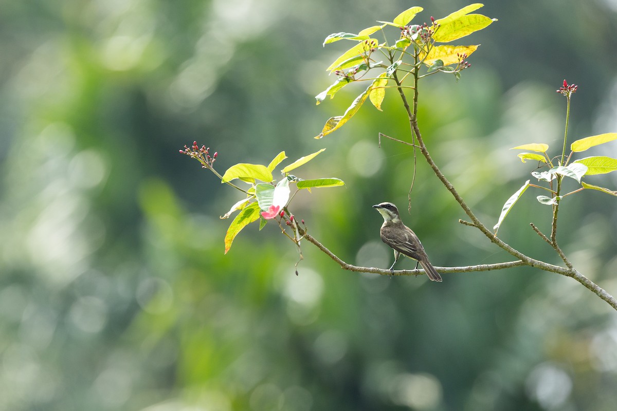 Piratic Flycatcher - ML637547369