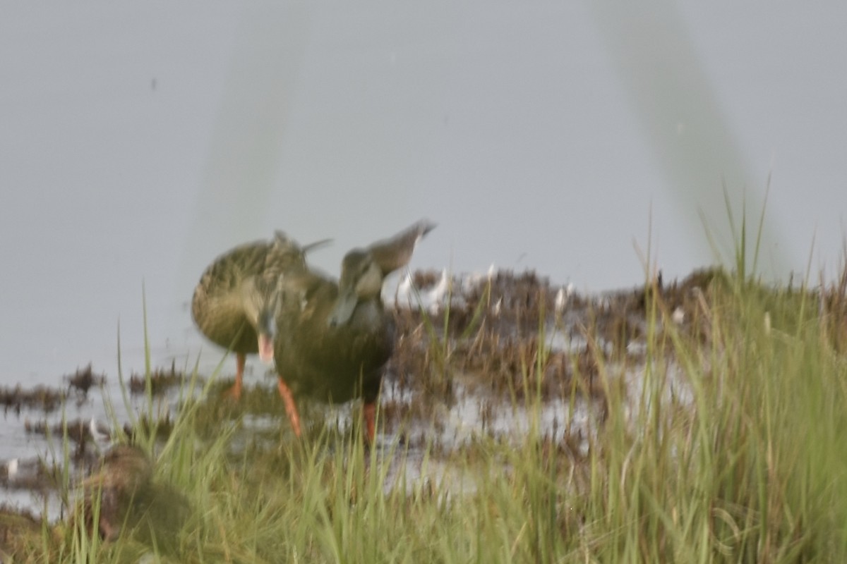 American Black Duck - ML637547402