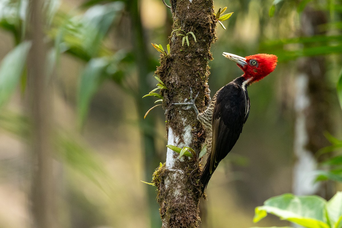 Pale-billed Woodpecker - ML637547411