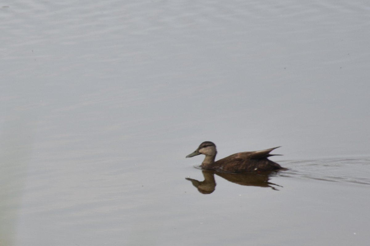 American Black Duck - ML637547413