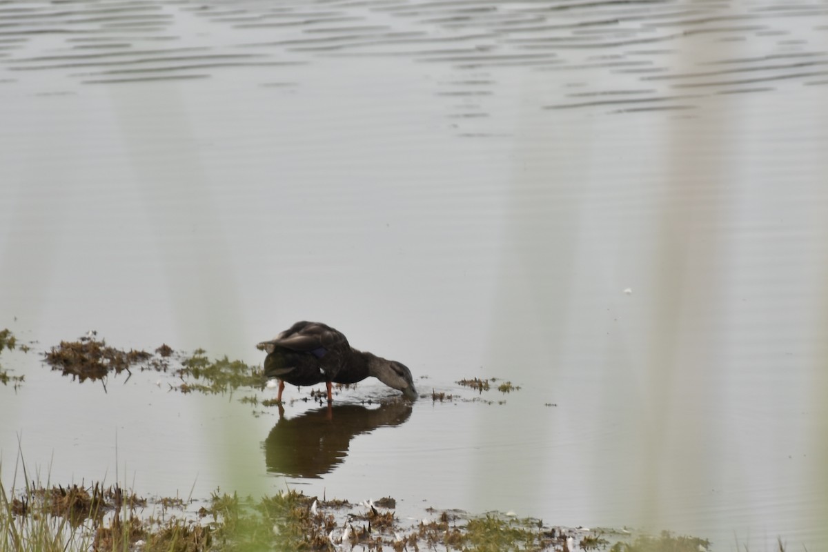 American Black Duck - ML637547419