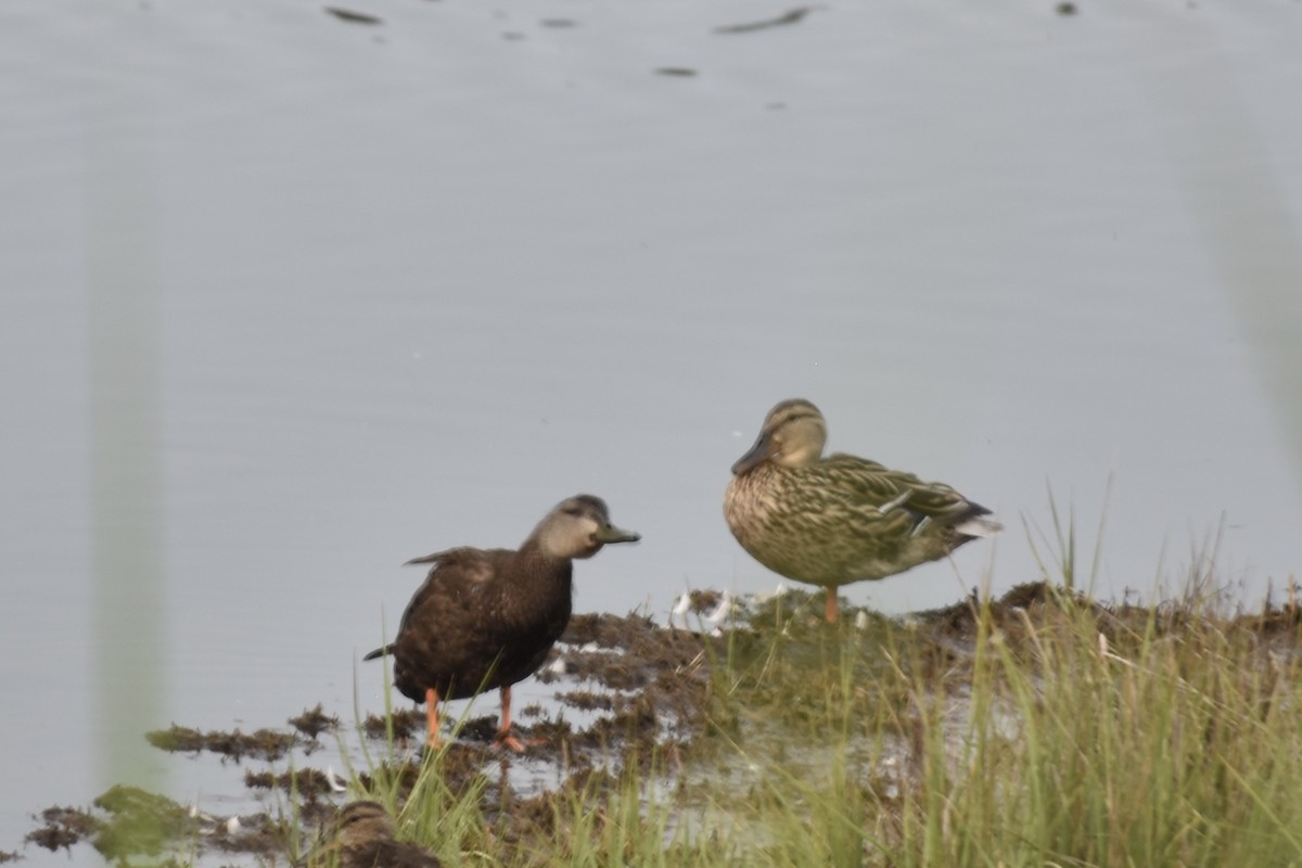 American Black Duck - ML637547422